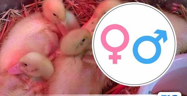 عکس جوجه اردک کله سبز