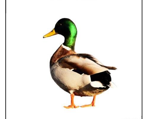 عکس جوجه اردک کله سبز
