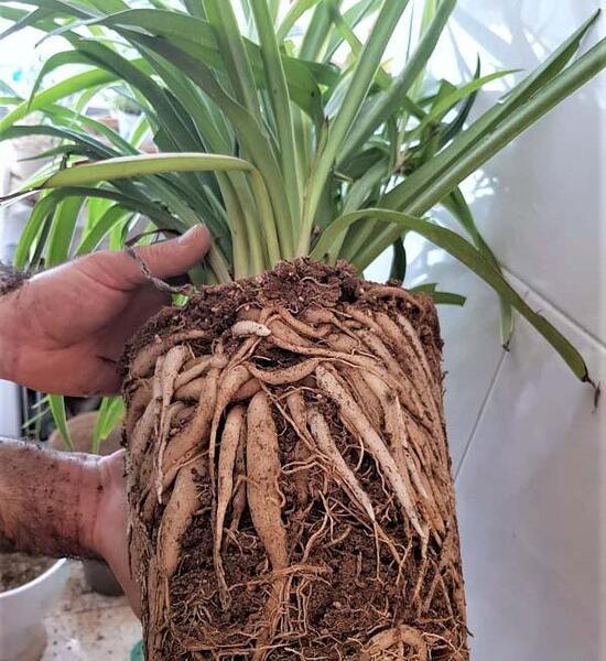 عکس گل گندمی ابلق