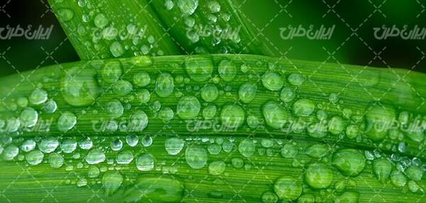 عکس تصویر زمینه شبنم