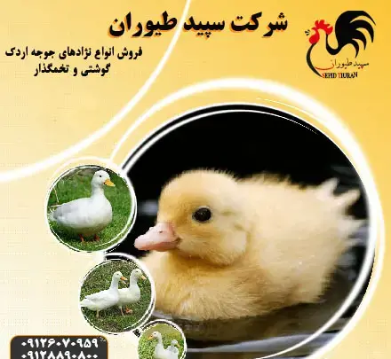 عکس جوجه اردک رنگی