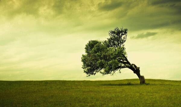 عکس طبیعت تنهایی