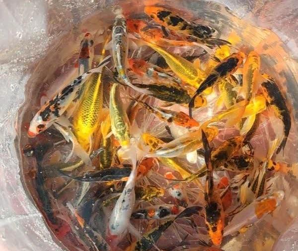 عکس بچه ماهی قرمز