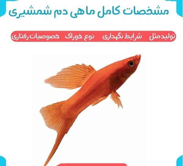 عکس بچه ماهی قرمز