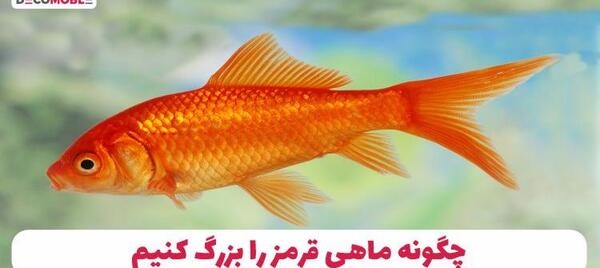 عکس بچه ماهی قرمز