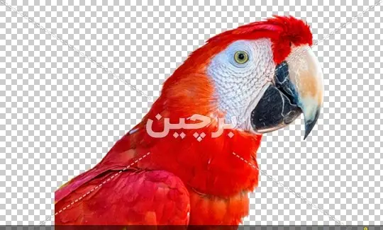 دانلود عکس تصویر زمینه طوطی
