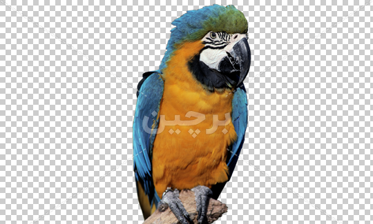 دانلود عکس تصویر زمینه طوطی