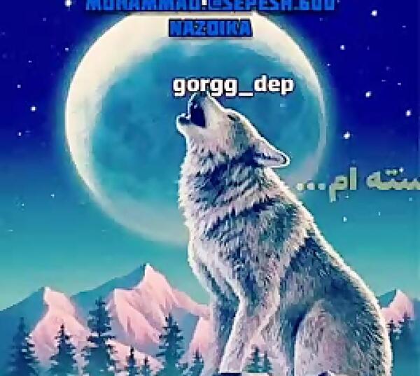 عکس گرگ در آسمان