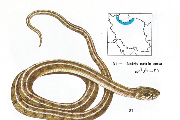 عکس بچه مار آبی