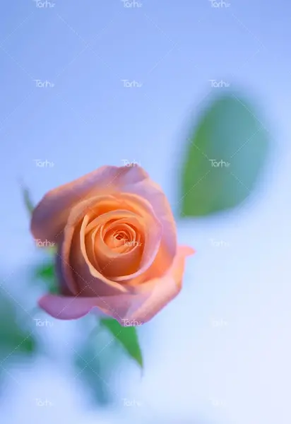 عکس تصویر زمینه گل رز صورتی