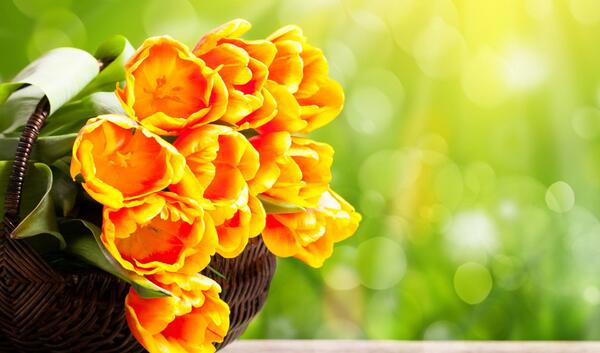 عکس تک شاخ برای تصویر زمینه گوشی