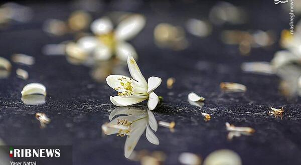 عکس بهار نارنج عطاری