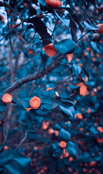 عکس تصویر زمینه های زیبا برای موبایل