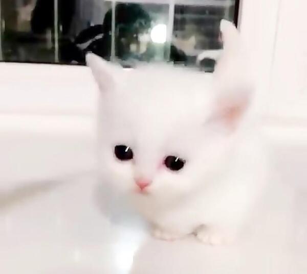 عکس گربه ناز برای تصویر زمینه