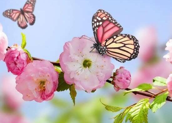 زیباترین عکس طبیعت بهاری واقعی