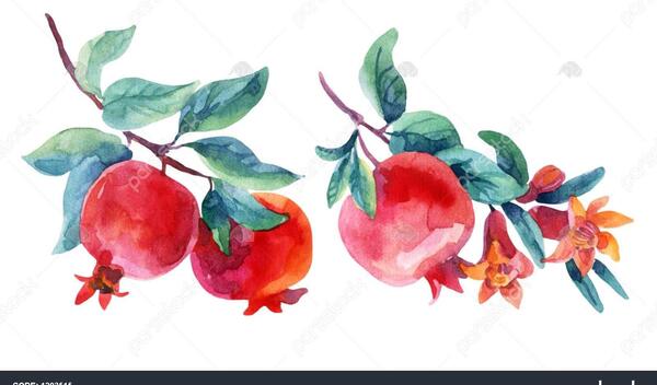 عکس گل انار میوه