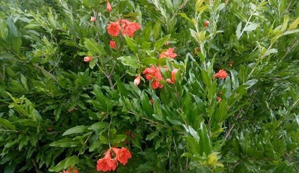 عکس گل انار میوه