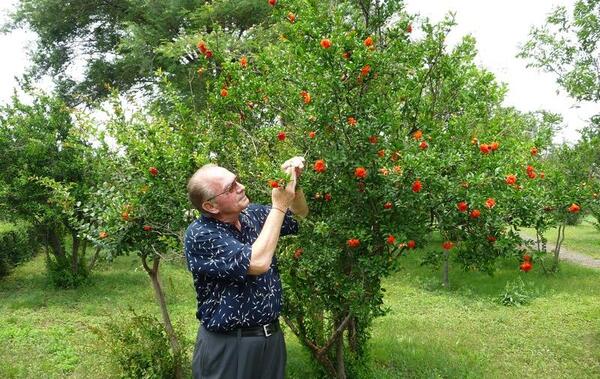 عکس گل انار میوه