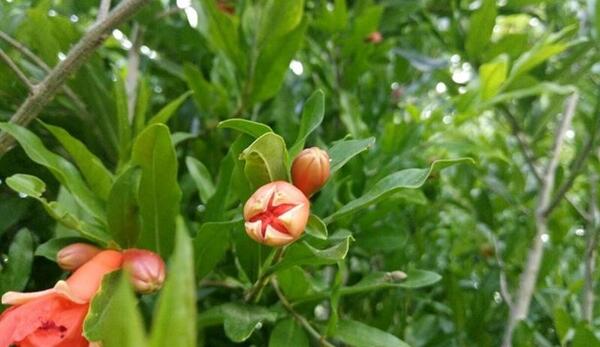 عکس گل انار میوه