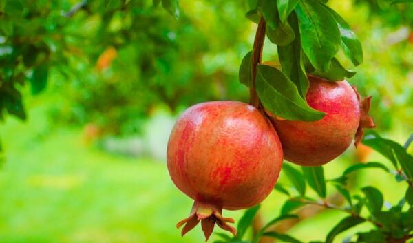 عکس گل انار میوه