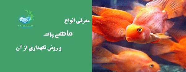 عکس بچه ماهی پرت