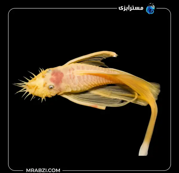 عکس بچه ماهی پرت