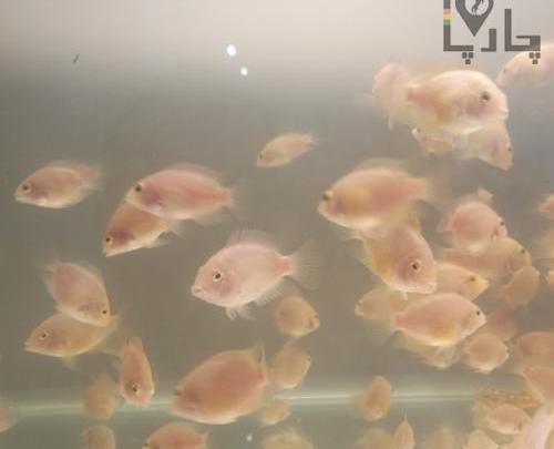 عکس بچه ماهی پرت