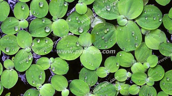 عکس تصویر زمینه دریاچه