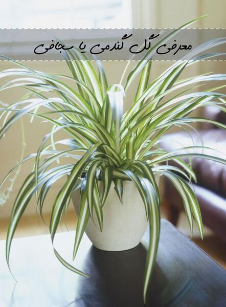 عکس گل گندمی سبز