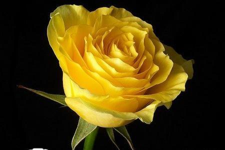 عکس گل غنچه زیبا
