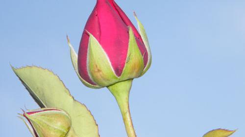عکس گل غنچه زیبا