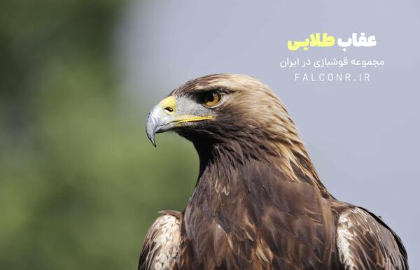 عکس بچه عقاب طلایی