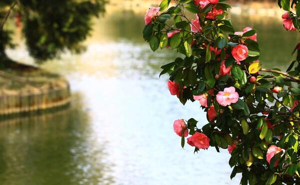 عکس پس زمینه گوشی بهاری
