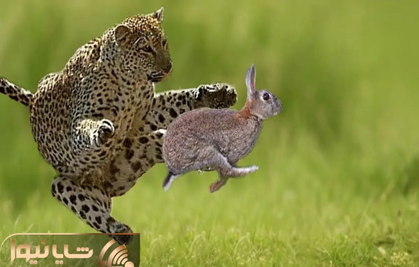 عکس خرگوش وحشی ترسناک
