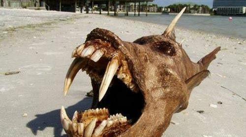 عکس از غول ترسناک