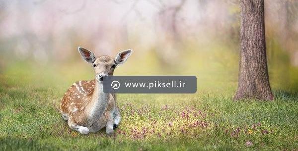 عکس کارتونی آهو در جنگل