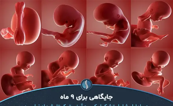 عکس بچه 6 ماهه در شکم مادر