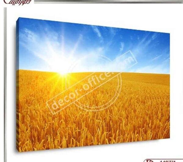 عکس گندم زار برای جذب ثروت