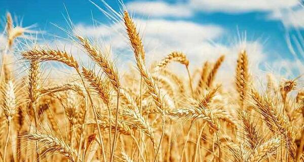 عکس گندم زار برای جذب ثروت