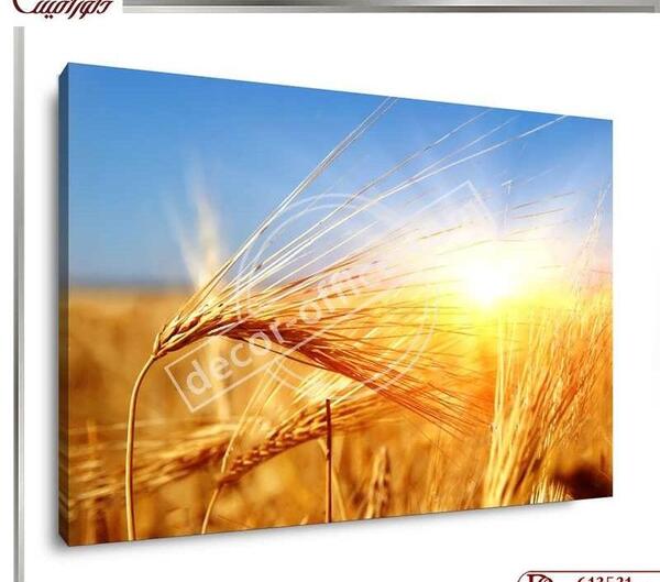 عکس گندم زار برای جذب ثروت