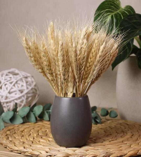 عکس گندم زار برای جذب ثروت