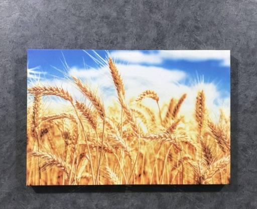 عکس گندم زار برای جذب ثروت