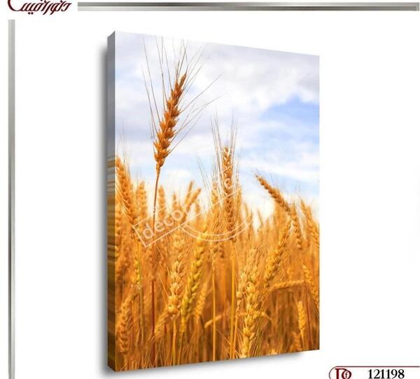 عکس گندم زار برای جذب ثروت