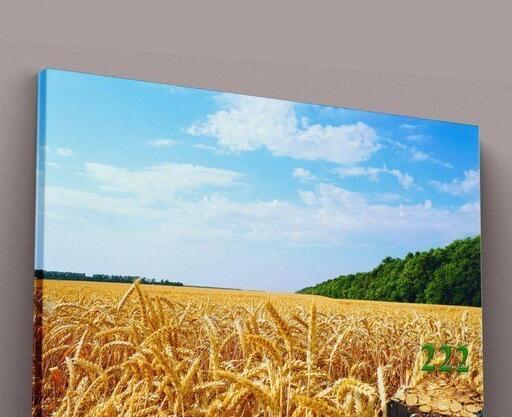 عکس گندم زار برای جذب ثروت