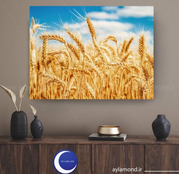 عکس گندم زار برای جذب ثروت