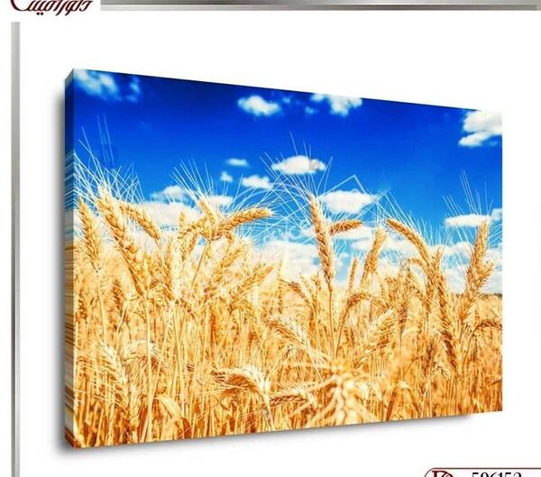 عکس گندم زار برای جذب ثروت
