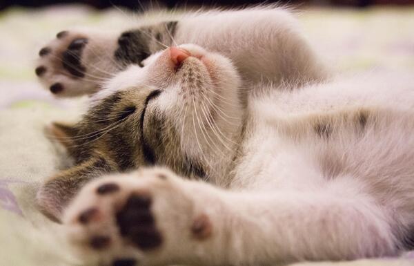 عکس بچه گربه سفید پشمالو