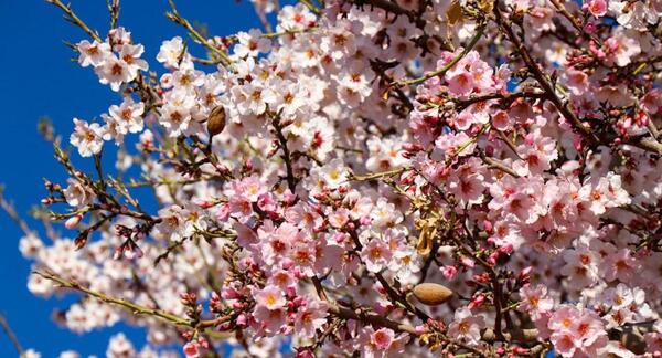 عکس از شکوفه های بهاری زیبا