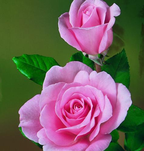 عکس گل رز قشنگ برای پروفایل