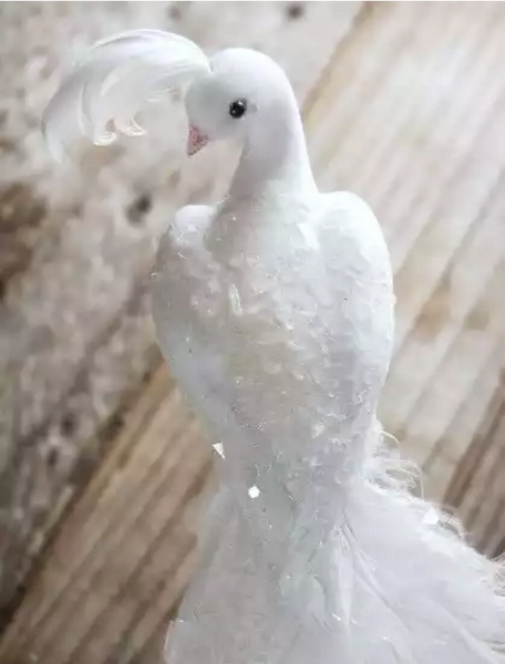 عکس بچه طاووس سفید